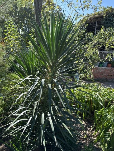 Dekorativ yucca (Yucca gloriosa tipli) – bağ və həyət üçün tropik — Bakı