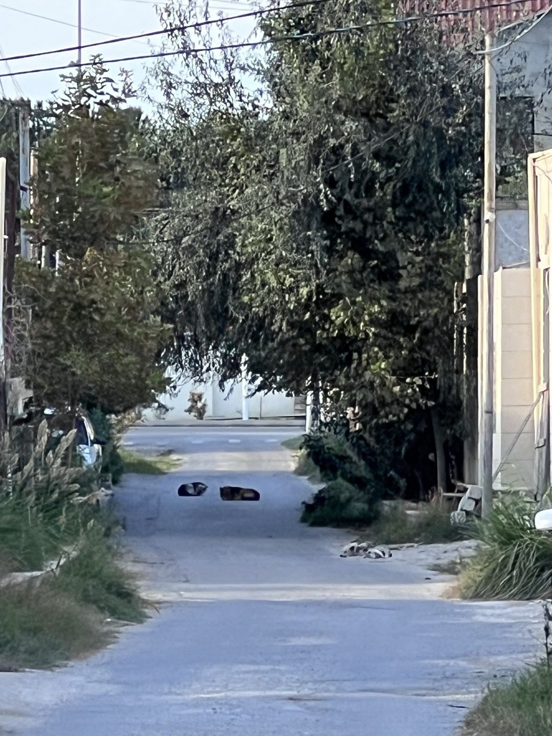 Satılır 5 otaqlı həyət evi/bağ evi 160 m² — Ev, villa, Bakı (2)