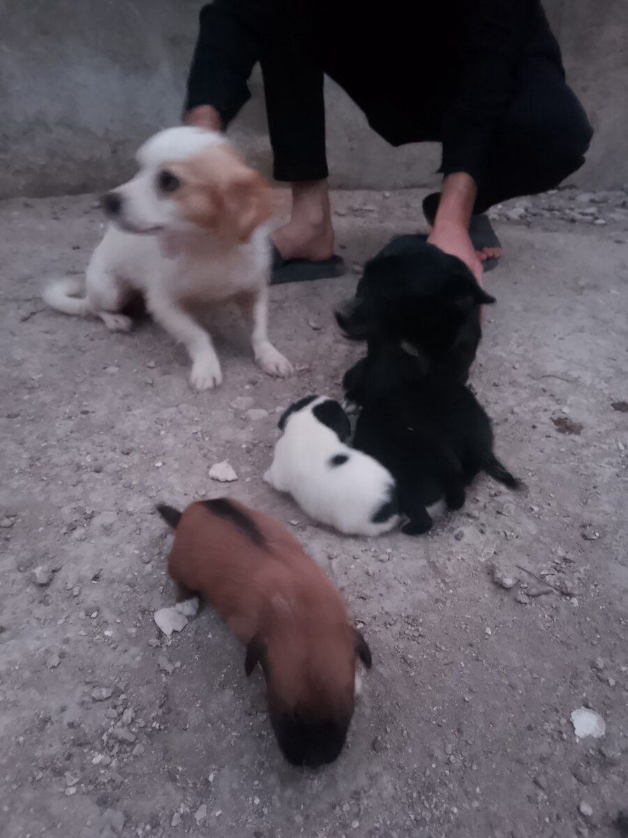 Həyət iti balaları — Köpəklər, Bakı (2)