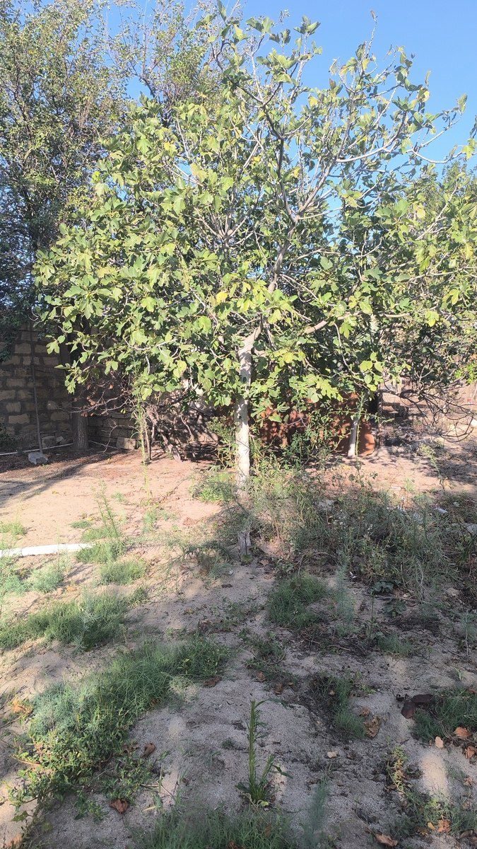 Satılır torpaq 3.5 sot — Torpaq, Bakı (3)