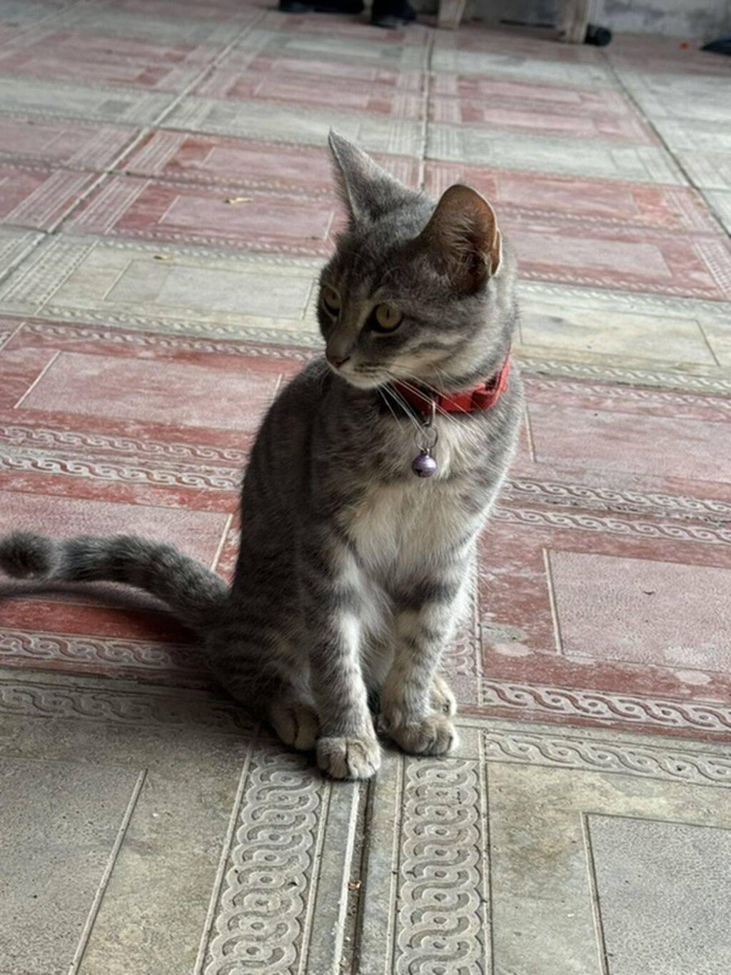 Tabbi, Dişi — Pişiklər, Gəncə (4)