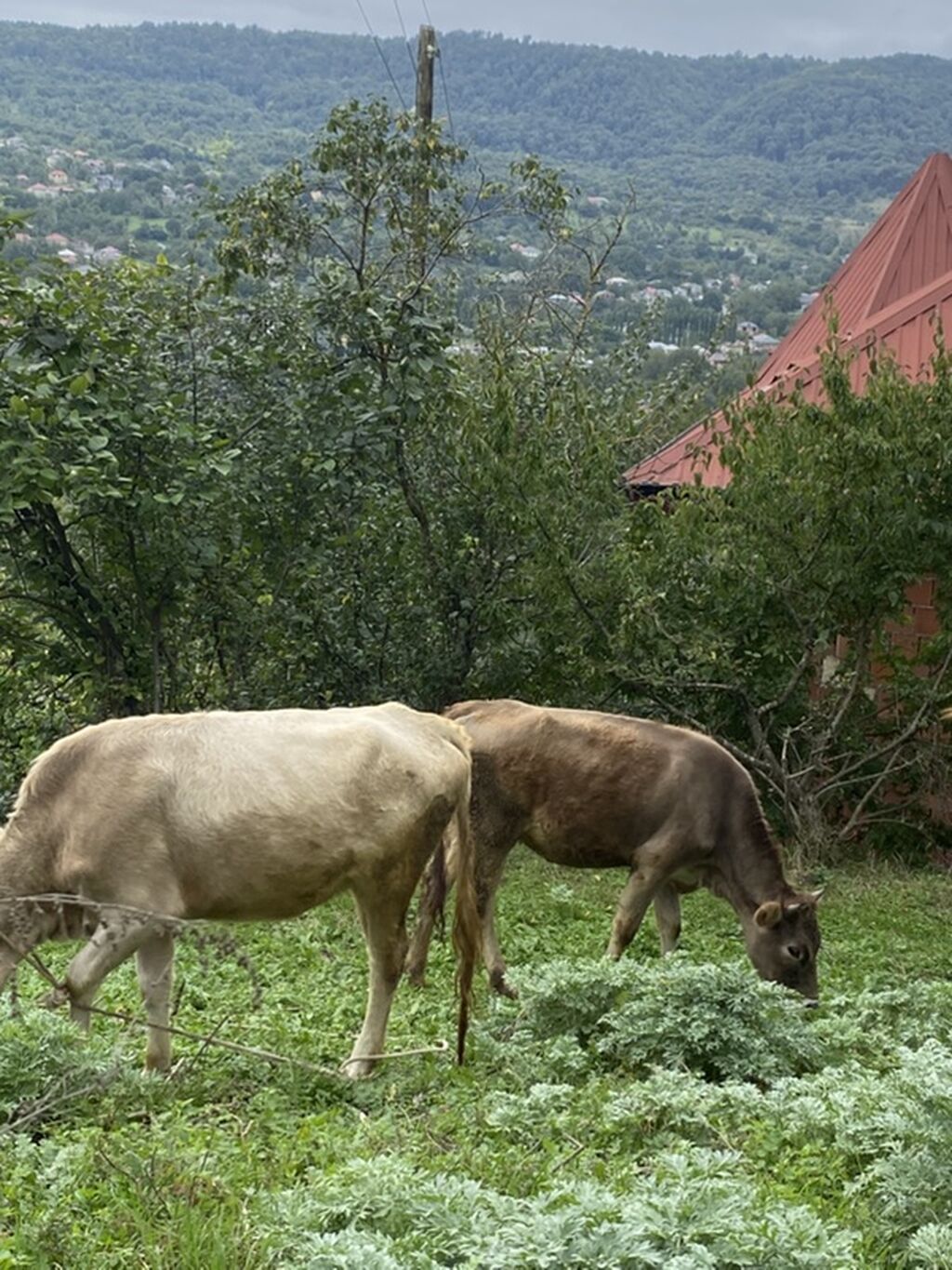 Dişi, il: 7, 65 kq, Südlük — Kənd təsərrüfatı heyvanları, Qusar (3)
