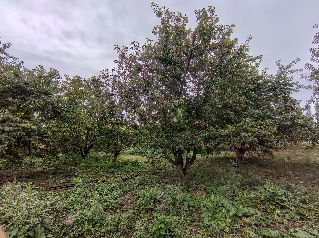 8 sot torpaq sahəsi, Quba r — Torpaq, Quba (11)