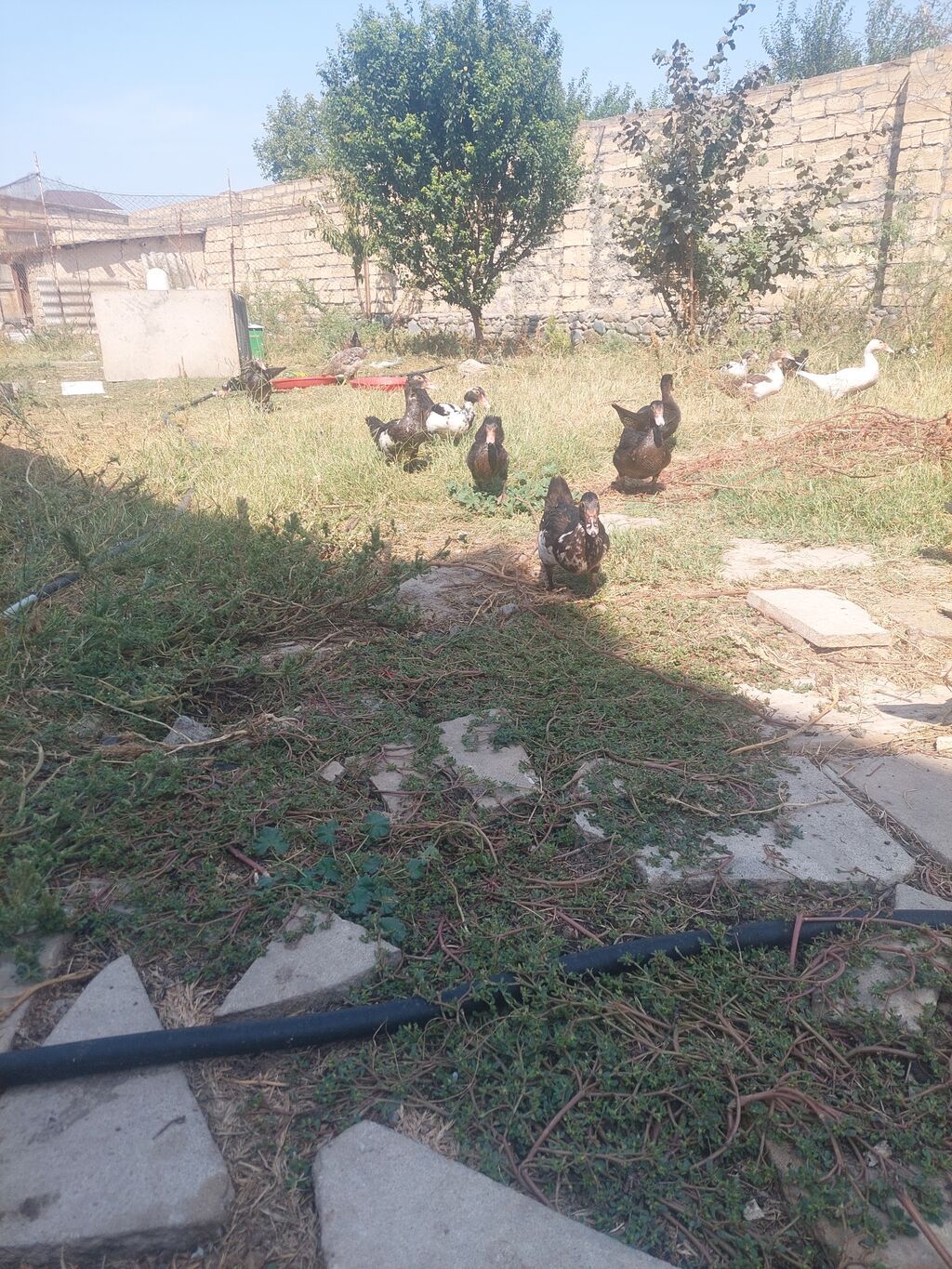 Salam lal ördey satılır 2 aylıqdı qiymeti 10 man — Digərləri, Gəncə (2)