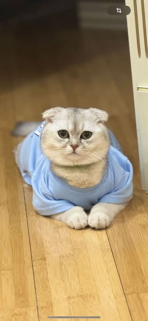 Pişiyin 1 yaş 5 aylıqdır. Ağ rəngdədir, cinsi Scottish Fold-dur — Bakı