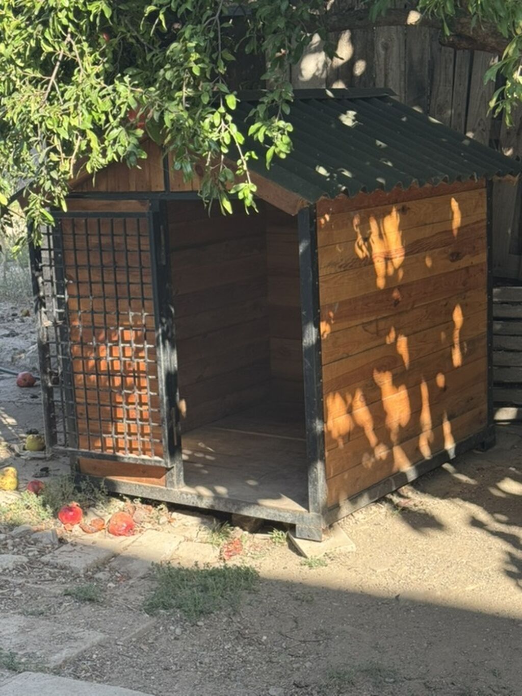 Kanqal, 6 ay, Erkək, Peyvəndli — Köpəklər, Şirvan (5)