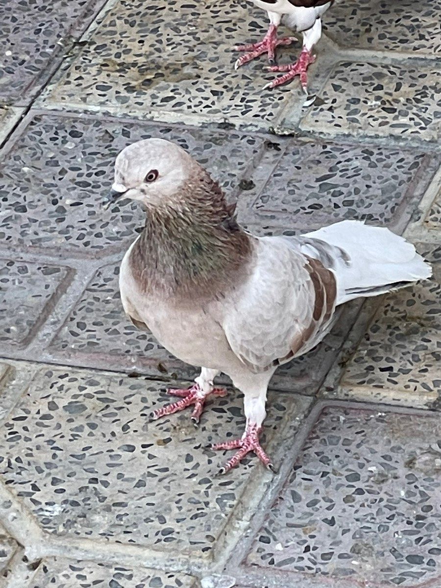 Göyərçinlər — Quşlar, Xırdalan (3)
