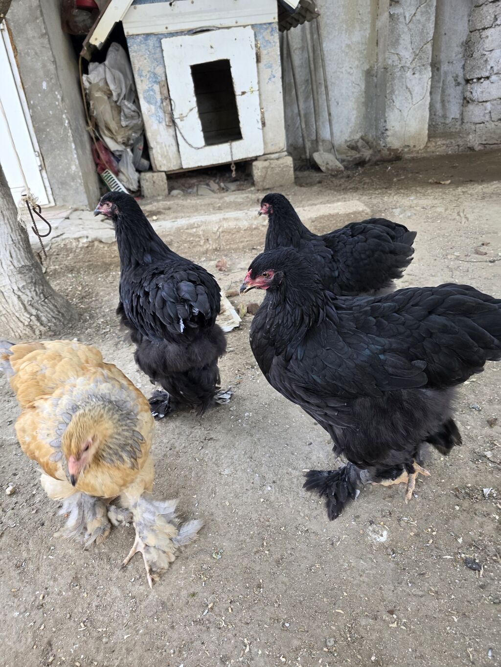 Toyuq, Brama, Damazlıq — Toyuq və xoruz, Bakı (3)