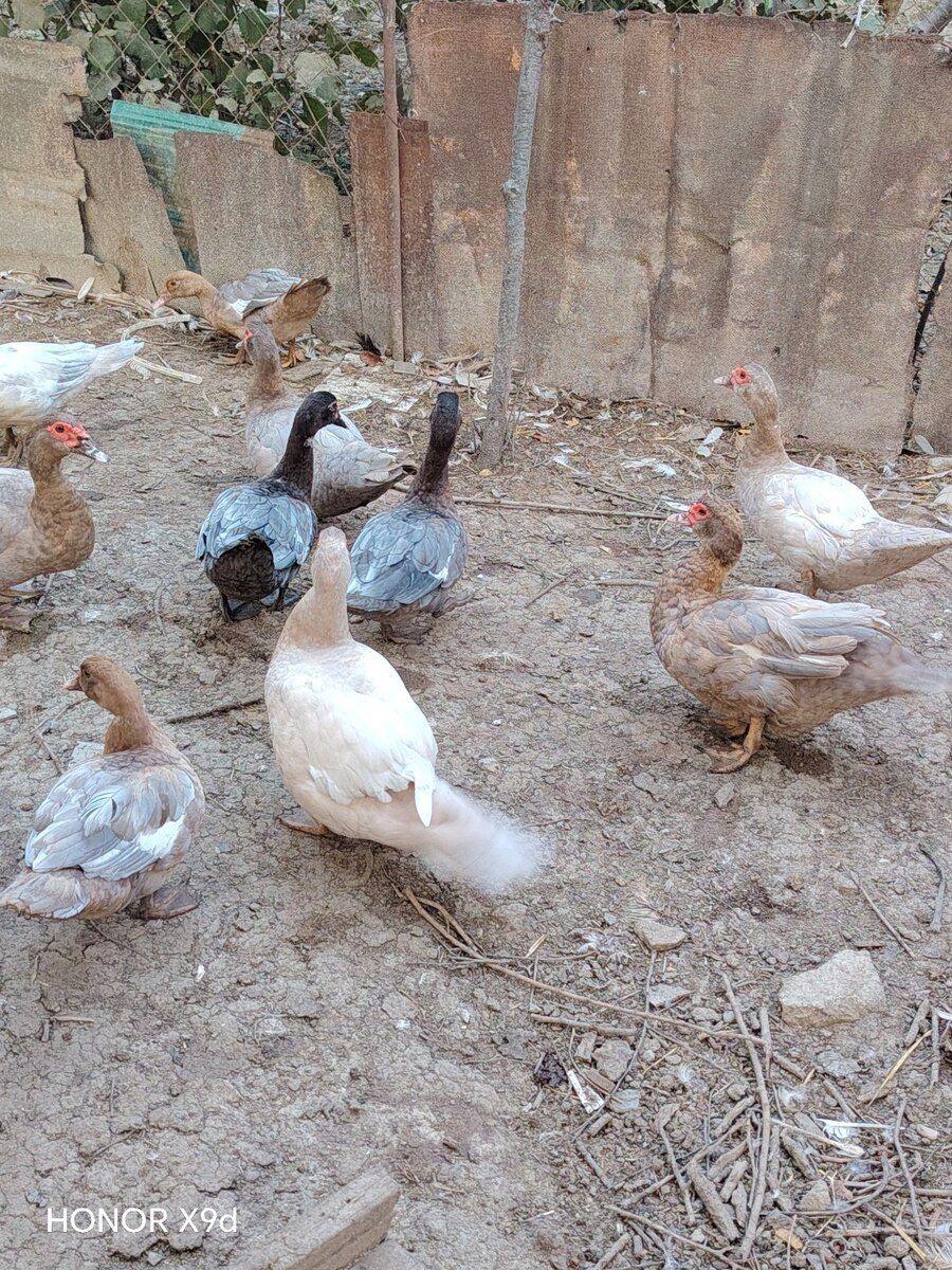 Ördəklər — Quşlar, Sumqayıt (7)