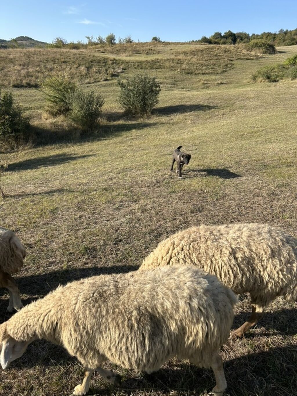 5 ay, Erkək — Köpəklər, Ağsu (4)