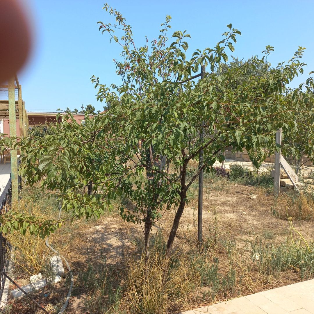Həyət evi, Bilgəh qəs — Ev, villa, Bakı (8)