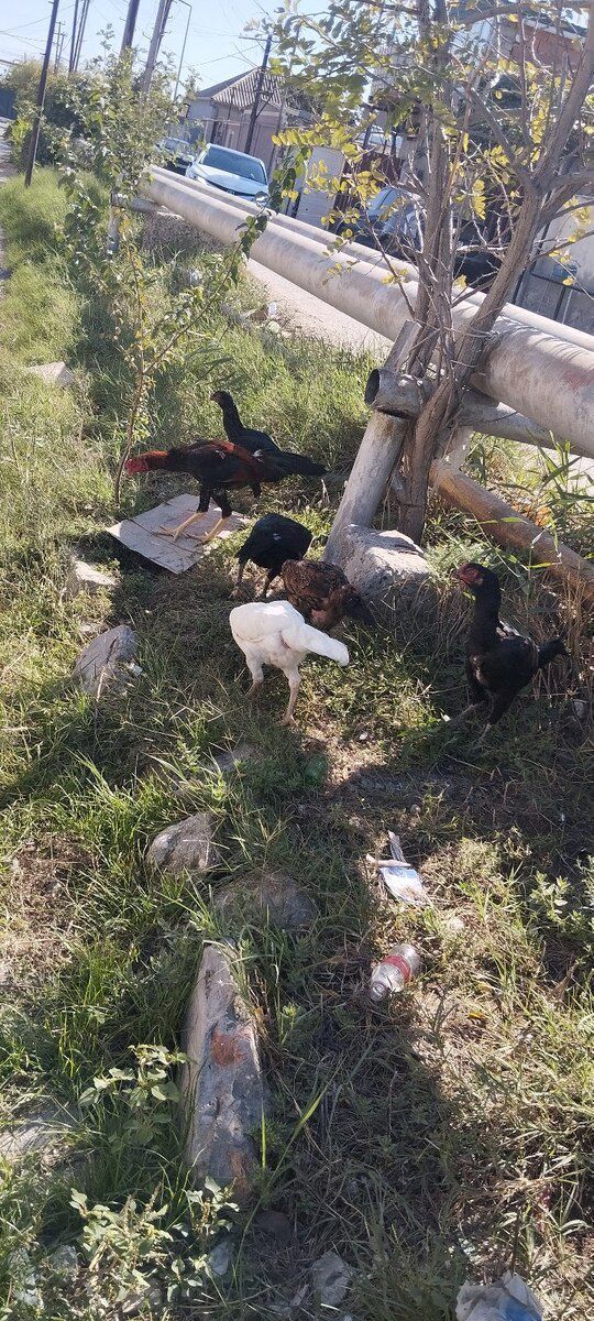 Heyratı xoruzu — Quşlar, Bakı (3)