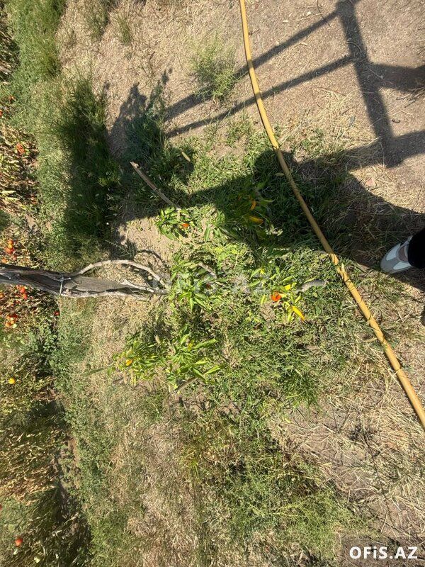 Torpaq Satılır Sabunçu r., Maştağa q., 33 sot — Torpaq, Bakı (3)