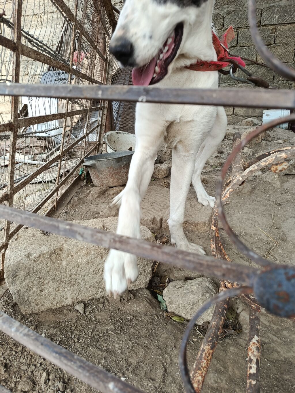 7 ay — Köpəklər, Fatmayı (4)