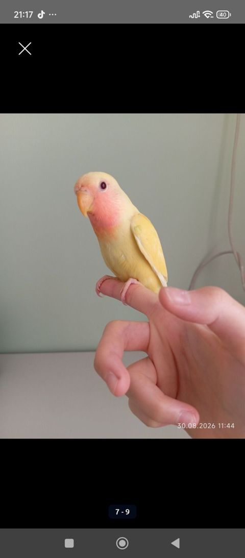 Sarı rəng nerazlucnik (lovebird) satılır.Dişidir.2 ay yarımlıqdır. Ələ — Bakı