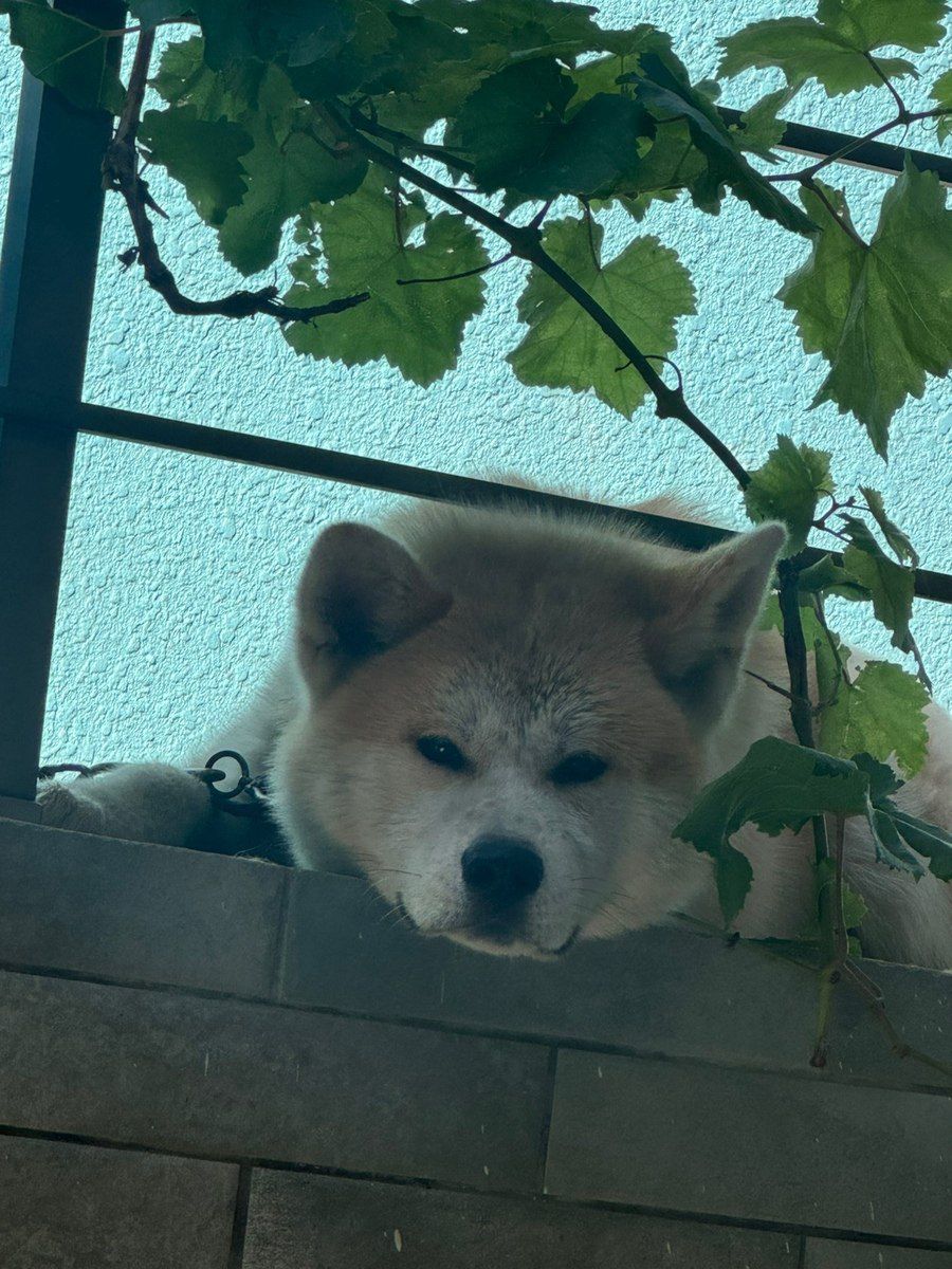 Akita-inu — Köpəklər, Bakı (2)