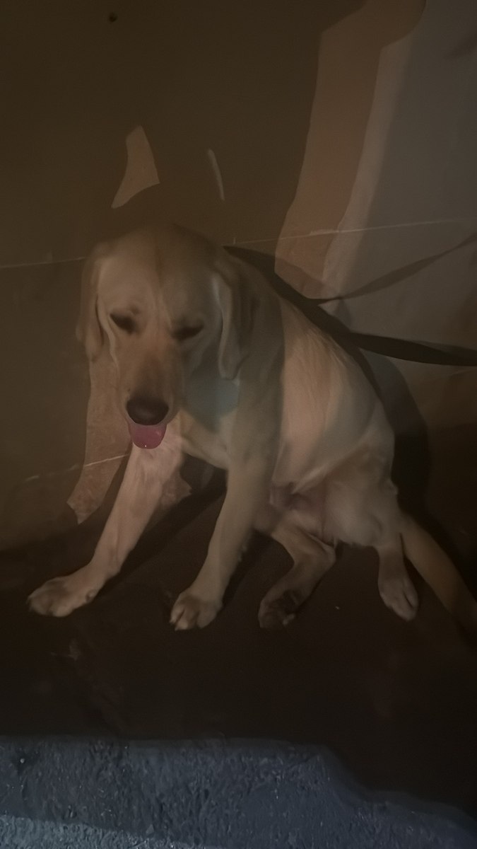 Golden Labrador — Köpəklər, Bakı (5)