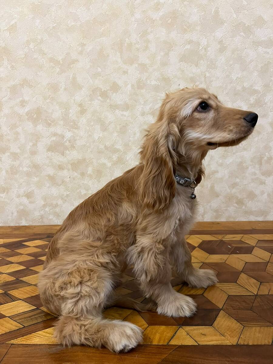 Koker spaniel balası — Köpəklər, Bakı (2)