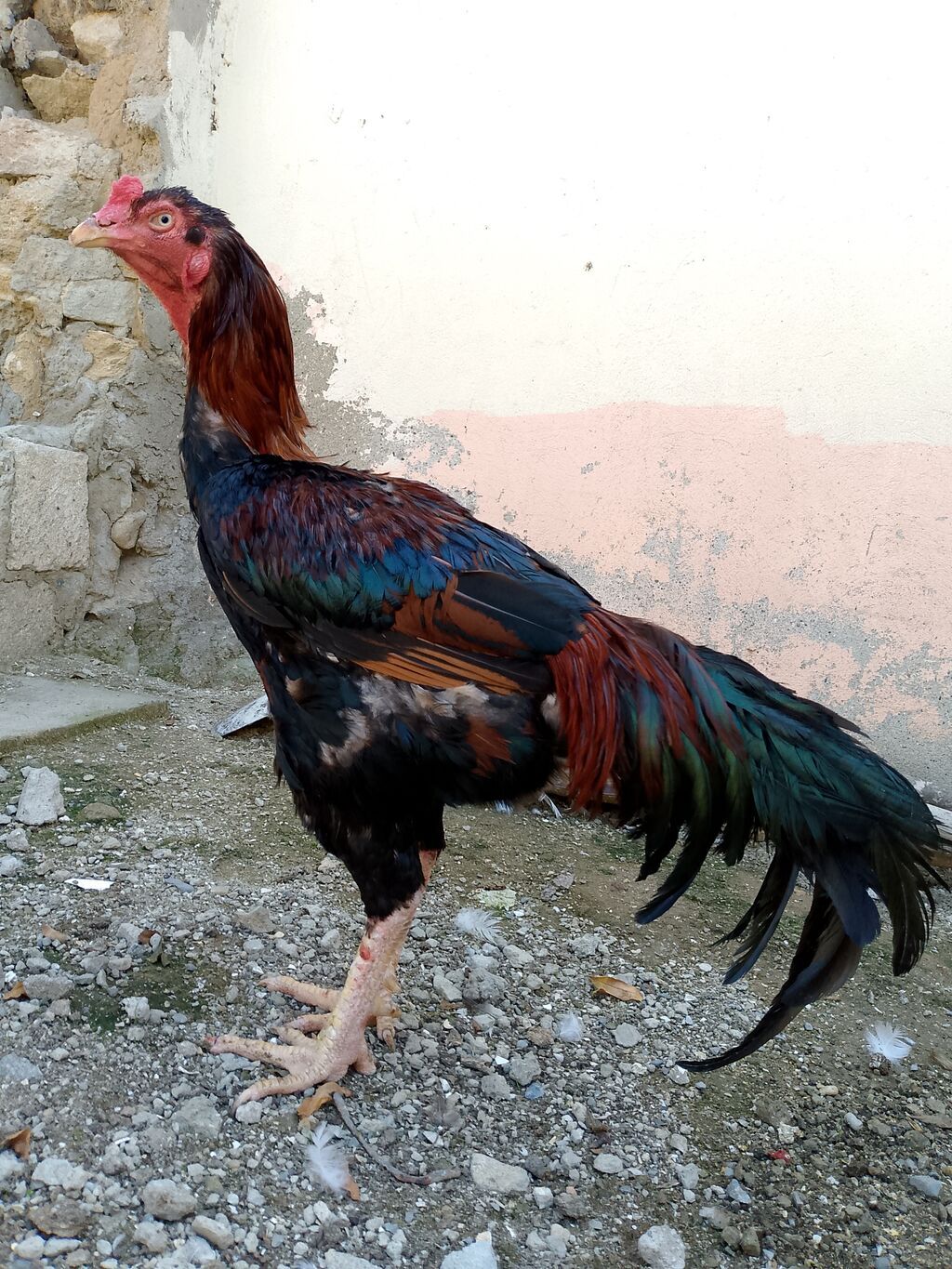 Salam 1 yaş 1 aylıq təmiz heyratı xoruzdu istəyən buyursun — Toyuq və xoruz, Digah (2)