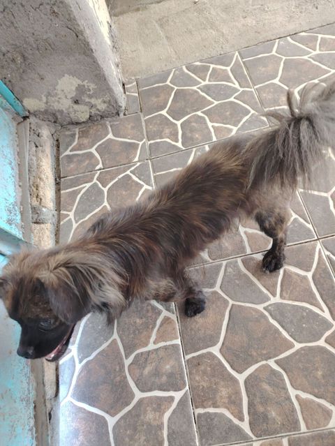 Pekines, 7 ay, Erkək, Ödənişli çatdırılma — Yevlax