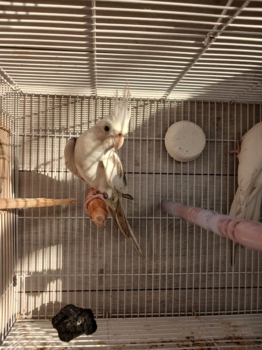 Nymph (kokatiel) quşları – müxtəlif rəng növləri - Növ: Nymph parrot — Tutyun papağayı, Bakı (6)