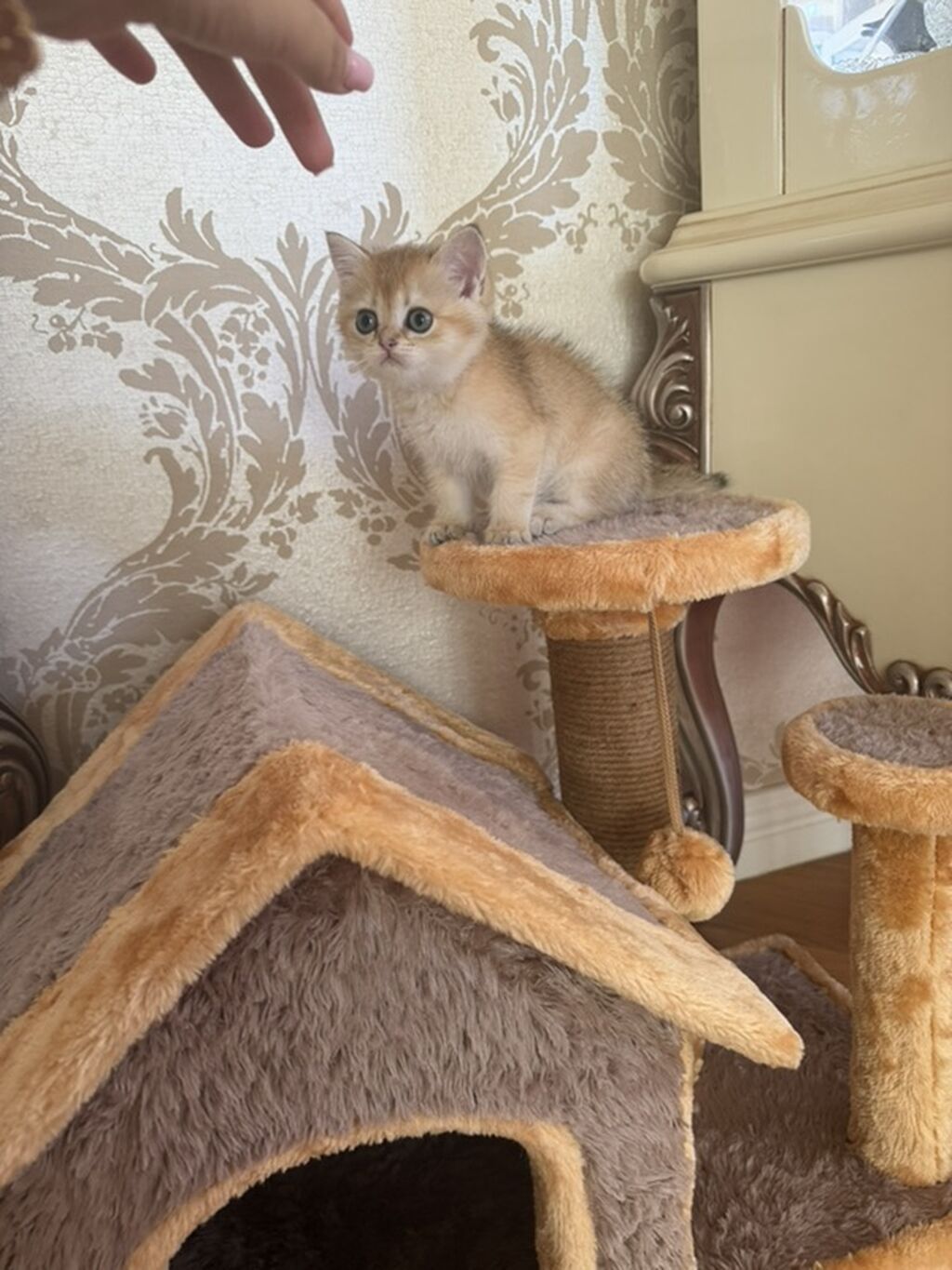 Sinsilla satilir qisa tuk Yemeyi Qum qabi qumu royal canin pasteti — Kunalar, Bakı (2)