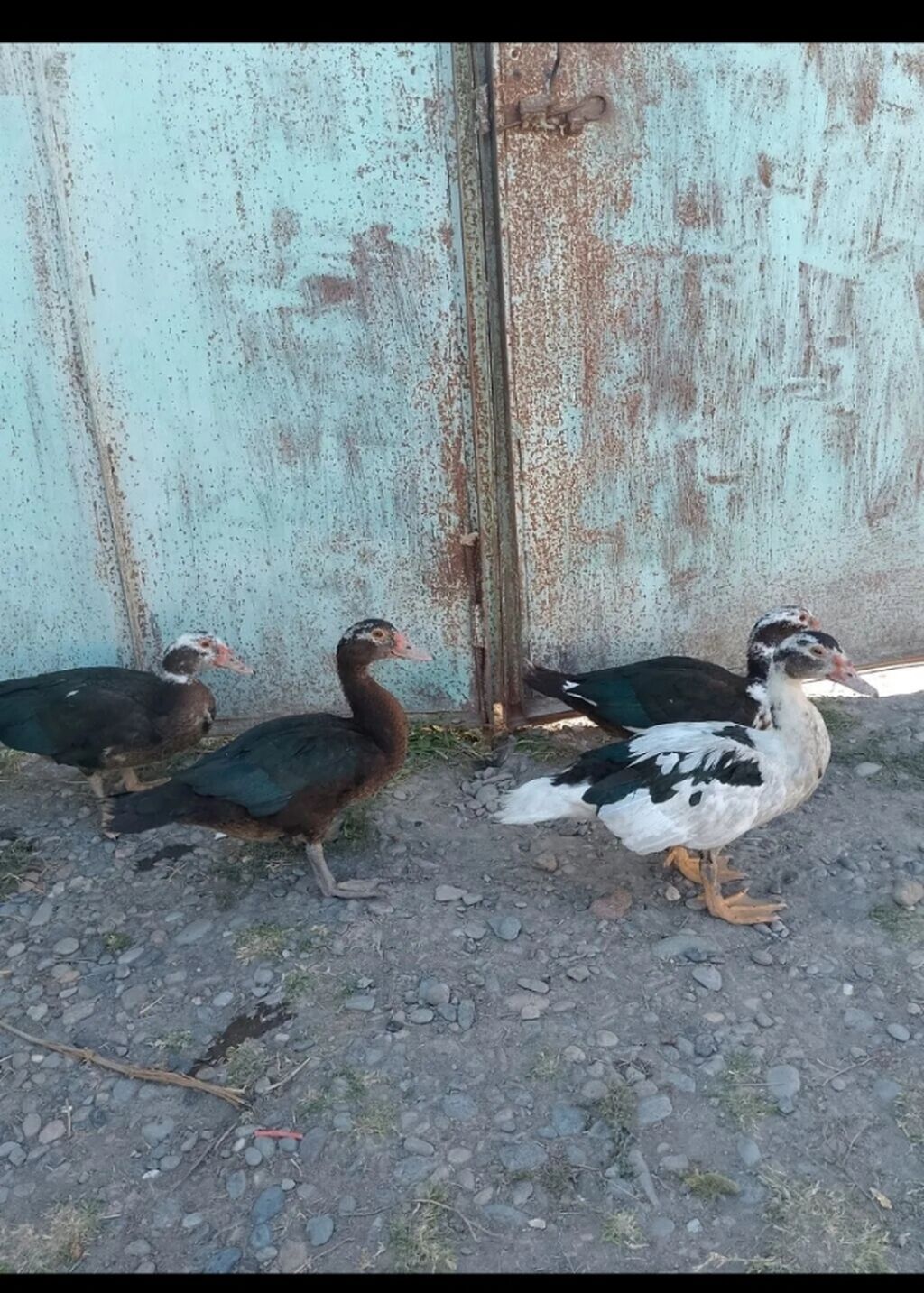 Muscovy ördəkləri (indo-ördəklər) – 3 baş - Rənglər: ağ-qara ala və — Digərləri, Yevlax