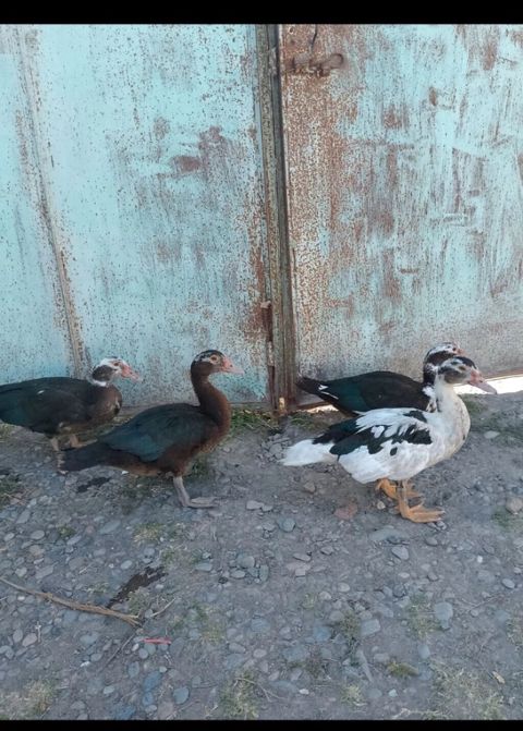 Muscovy ördəkləri (indo-ördəklər) – 3 baş - Rənglər: ağ-qara ala və — Yevlax