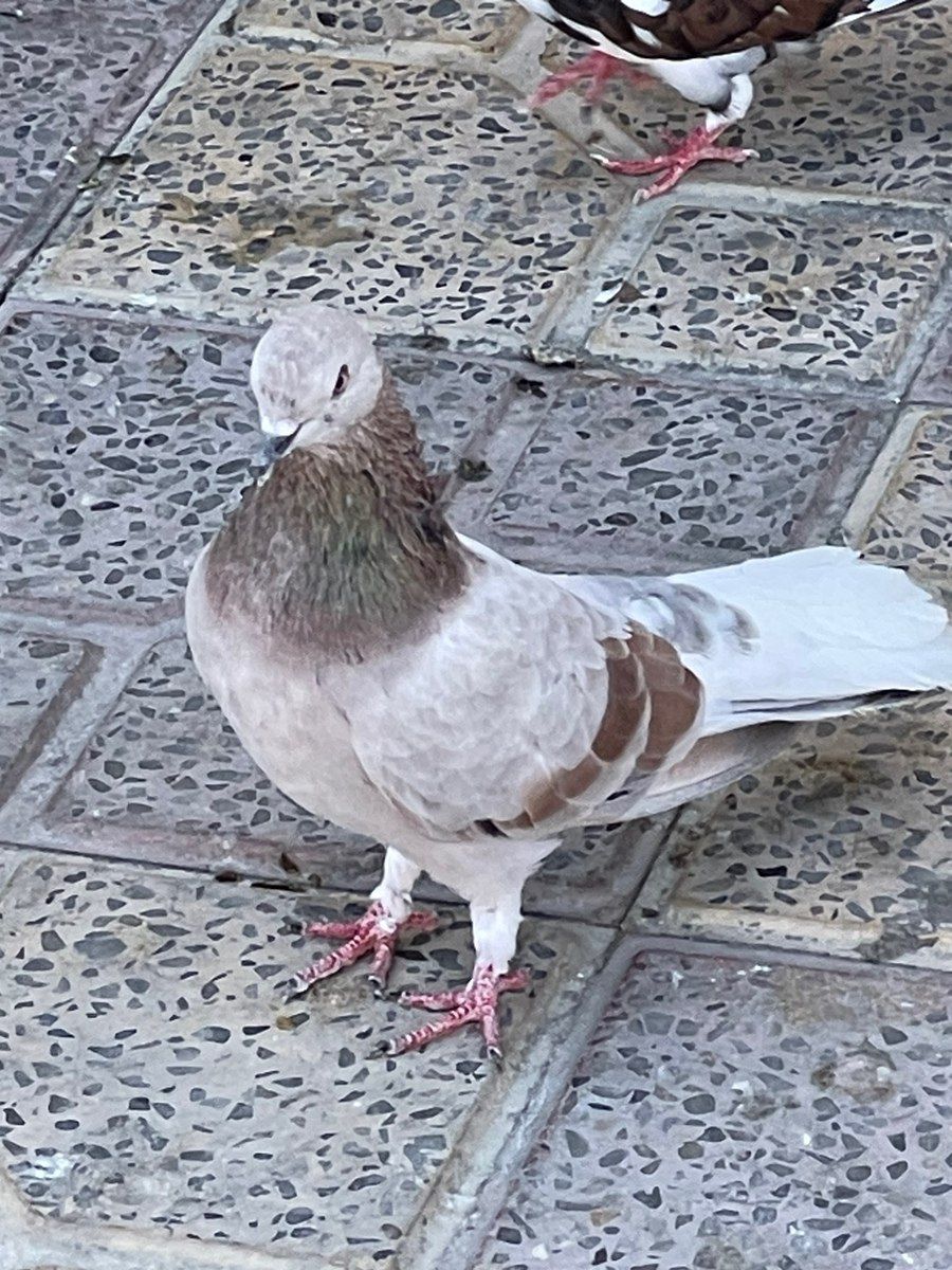 Göyərçinlər — Quşlar, Xırdalan (8)