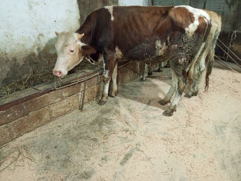 Dana — Xaçmaz