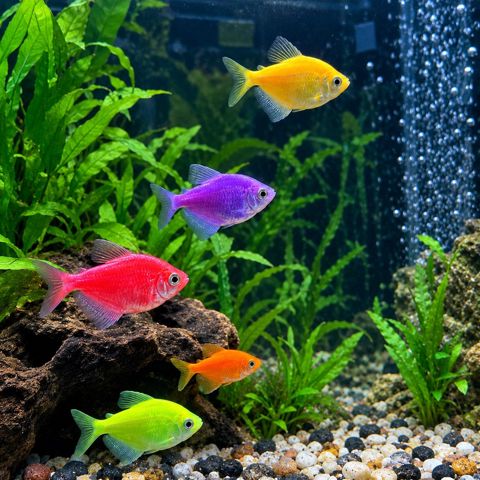 Akvarium və balıqlar — Bakı