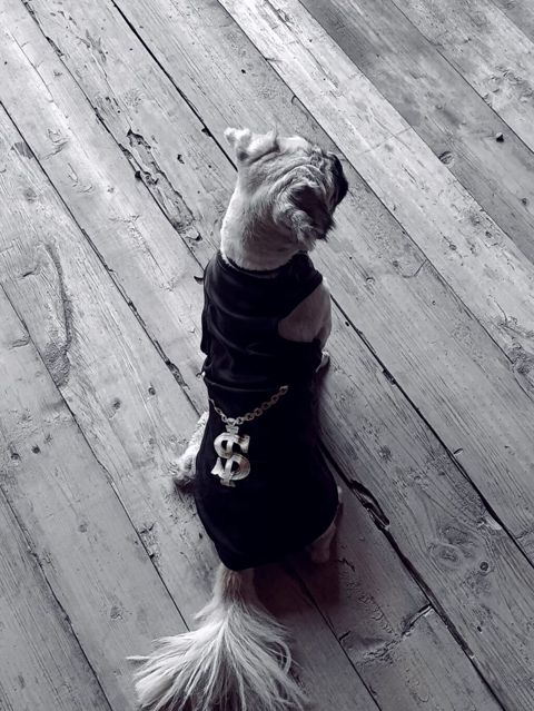 Pekines, 1 il, Erkək, Peyvəndli, Ödənişli çatdırılma — Gəncə