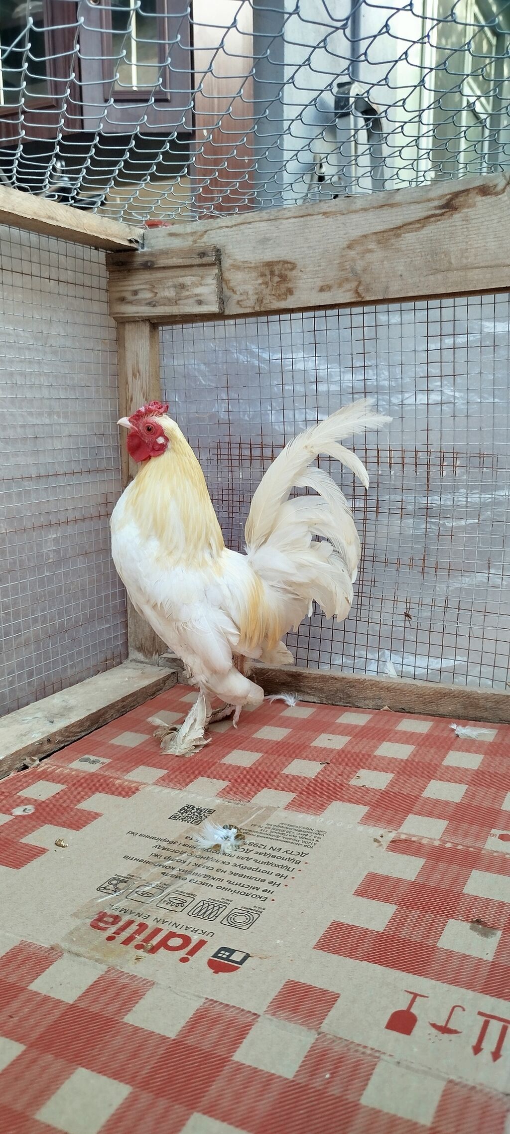 Aq lələyli yaponkalar satılır toyug hal hazırda yumurtuyur qiymət cütü — Digərləri, Lənkəran (2)