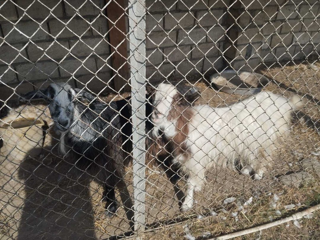 Keçi — Kənd təsərrüfatı heyvanları, Xaçmaz