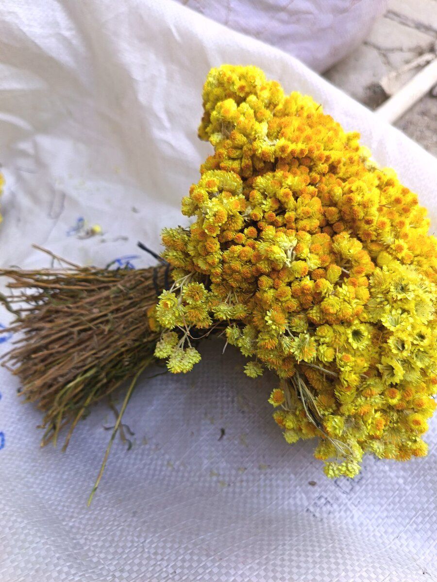 Solmazçiçəyi — Bitkilər, Bakı