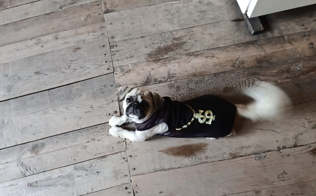 Pekines, 1 il, Erkək, Peyvəndli, Ödənişli çatdırılma — Köpəklər, Gəncə (2)