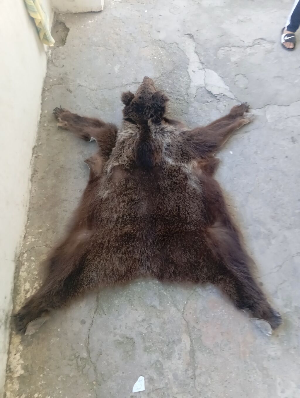 Xalça Dekorativ — Xalılar, Digah (3)