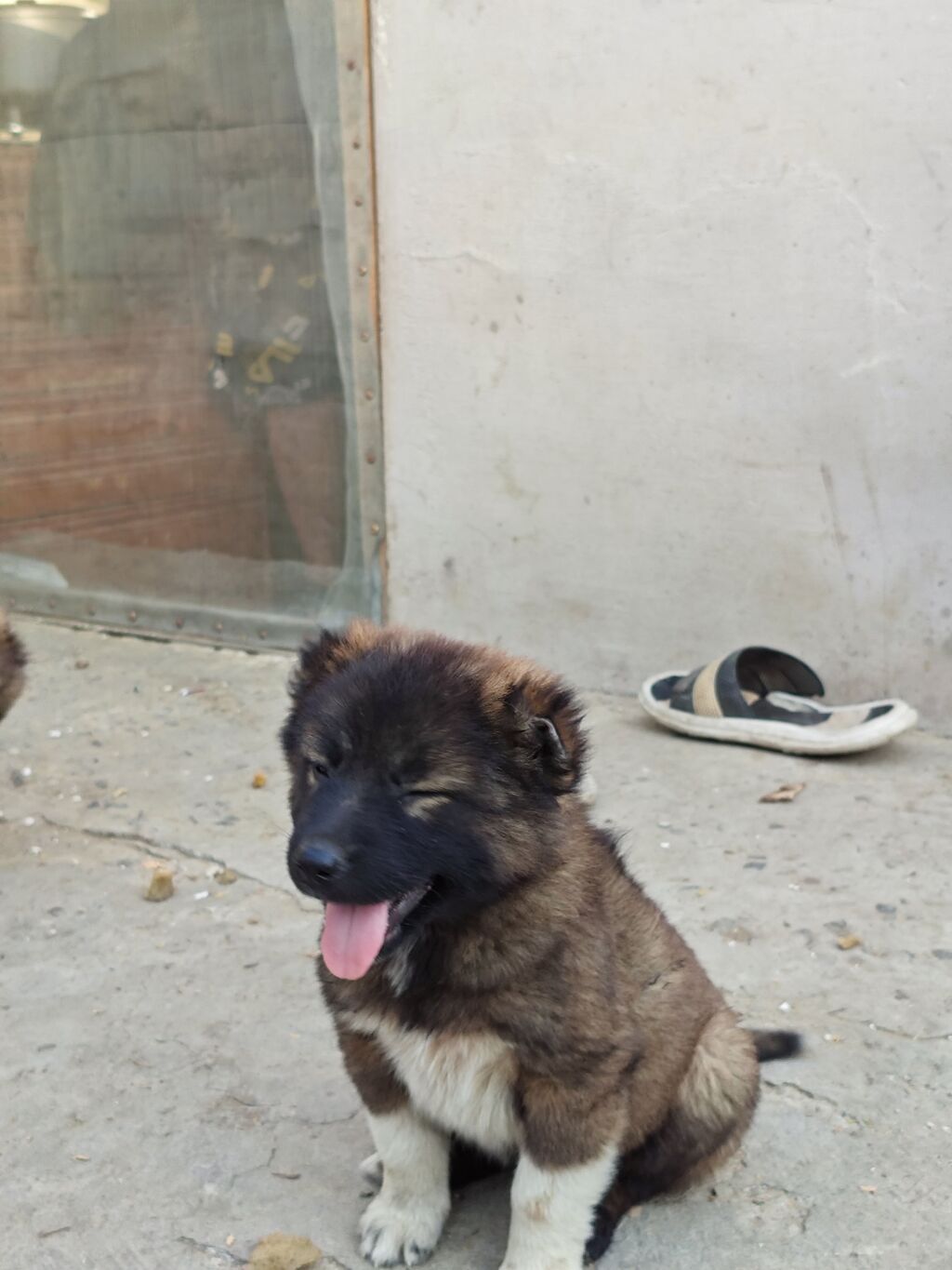 Qafqaz çoban iti, 1 ay, Erkək, Peyvəndli, Ünvandan götürmə, Pulsuz çatdırılma, Ödənişli çatdırılma — Köpəklər, Mingəçevir (9)