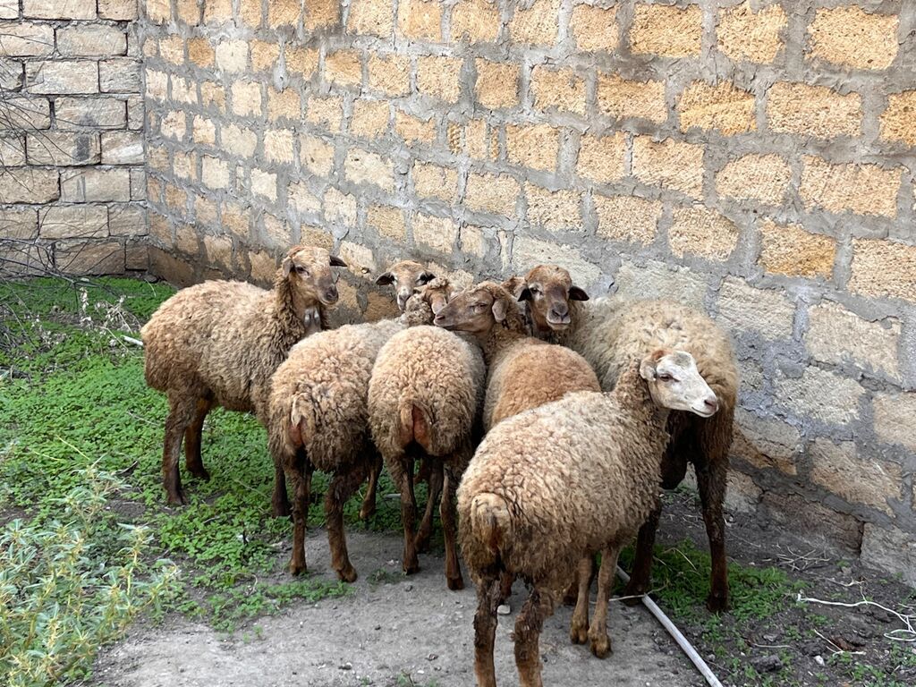 Satılır — Kənd təsərrüfatı heyvanları, Digah