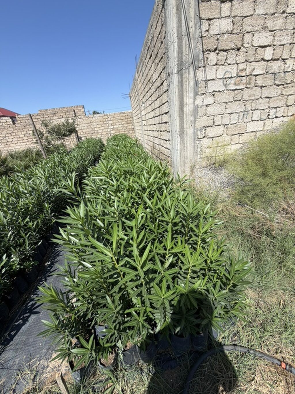 Oleandr (Nerium oleander) fidanları Alyandra. 2200 ədəddir. Boyları — Bitkilər, Digah (4)