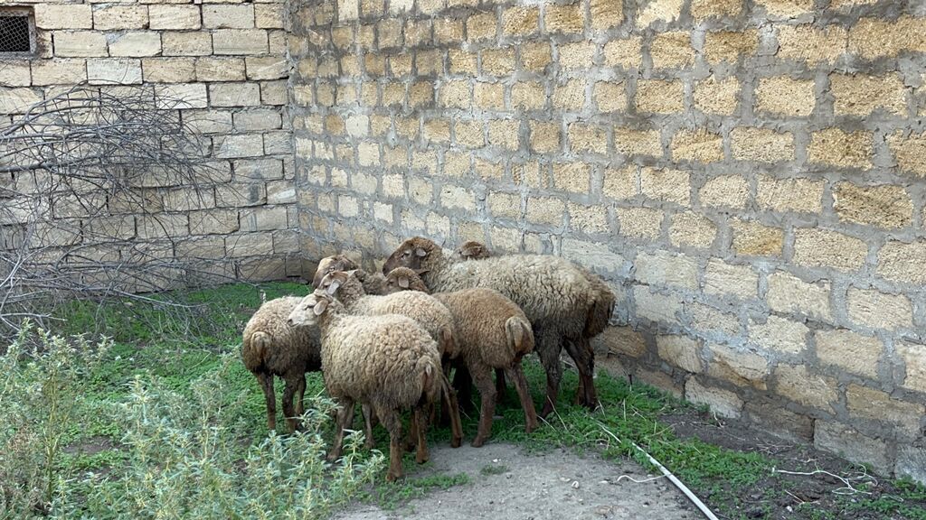 Satılır — Kənd təsərrüfatı heyvanları, Digah (5)
