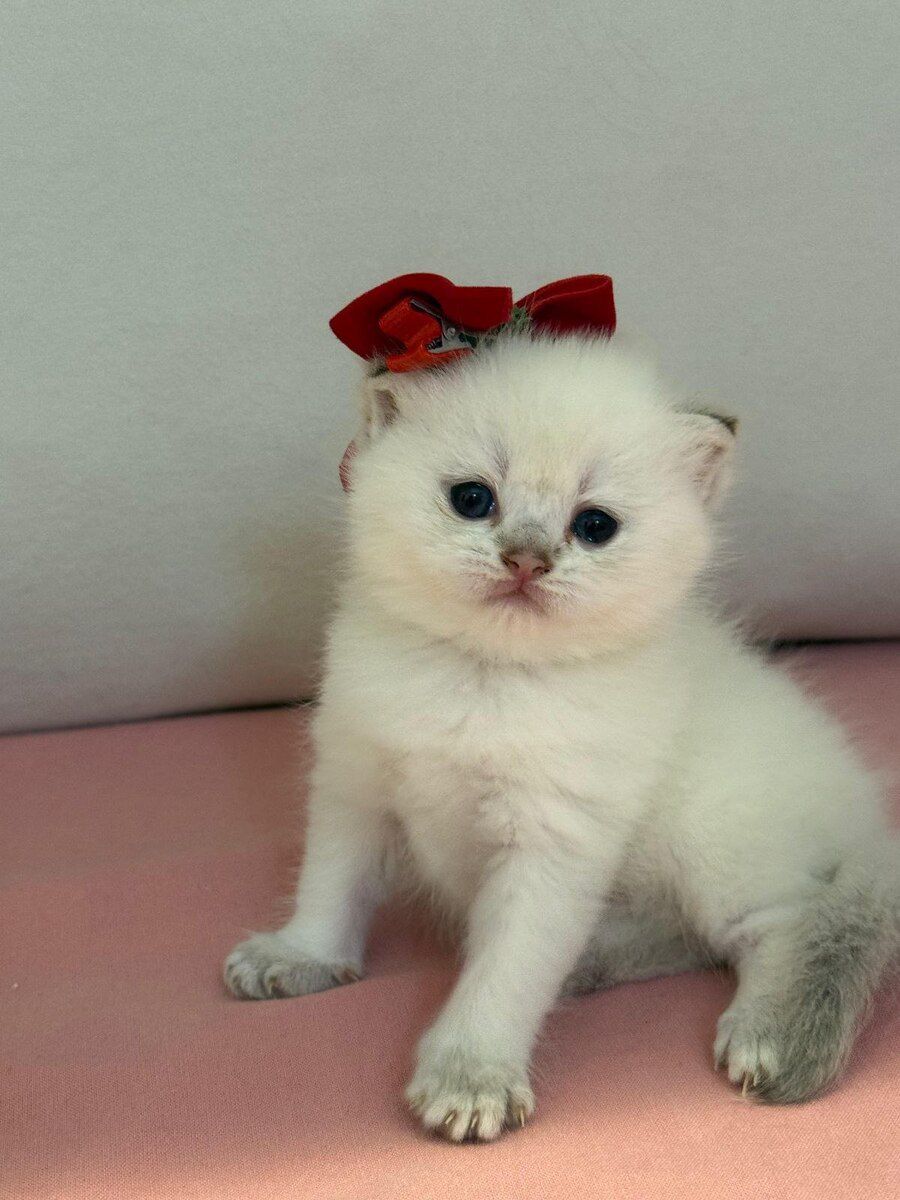 Шотландский котёнок — Pişiklər, Bakı (6)
