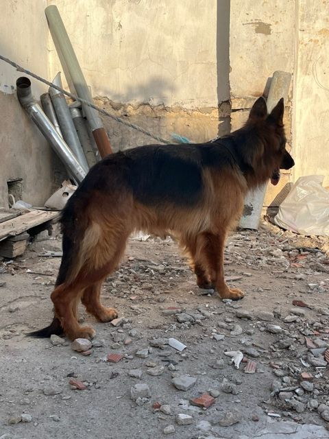 Alman ovçarkası — Bakı