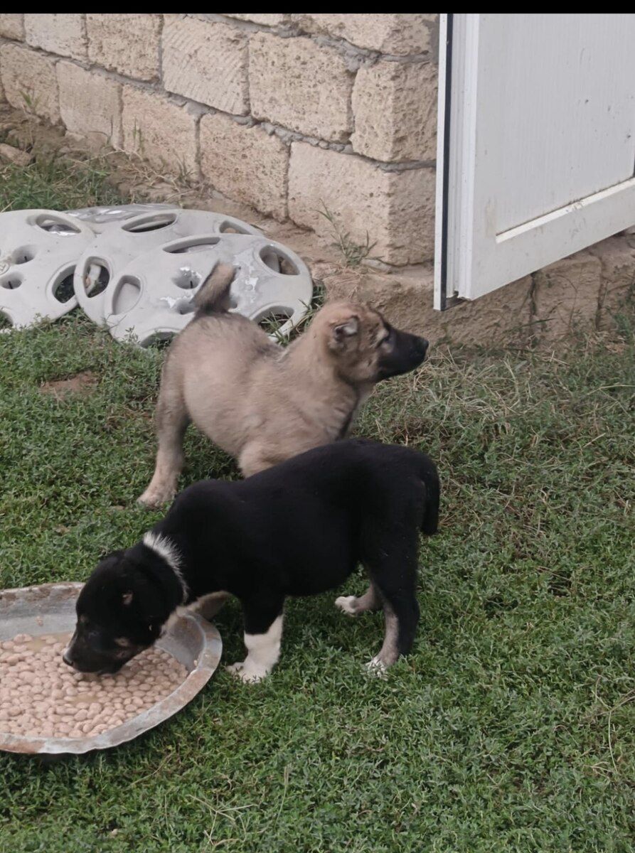 Qurdbasar balası — Köpəklər, Bakı (4)