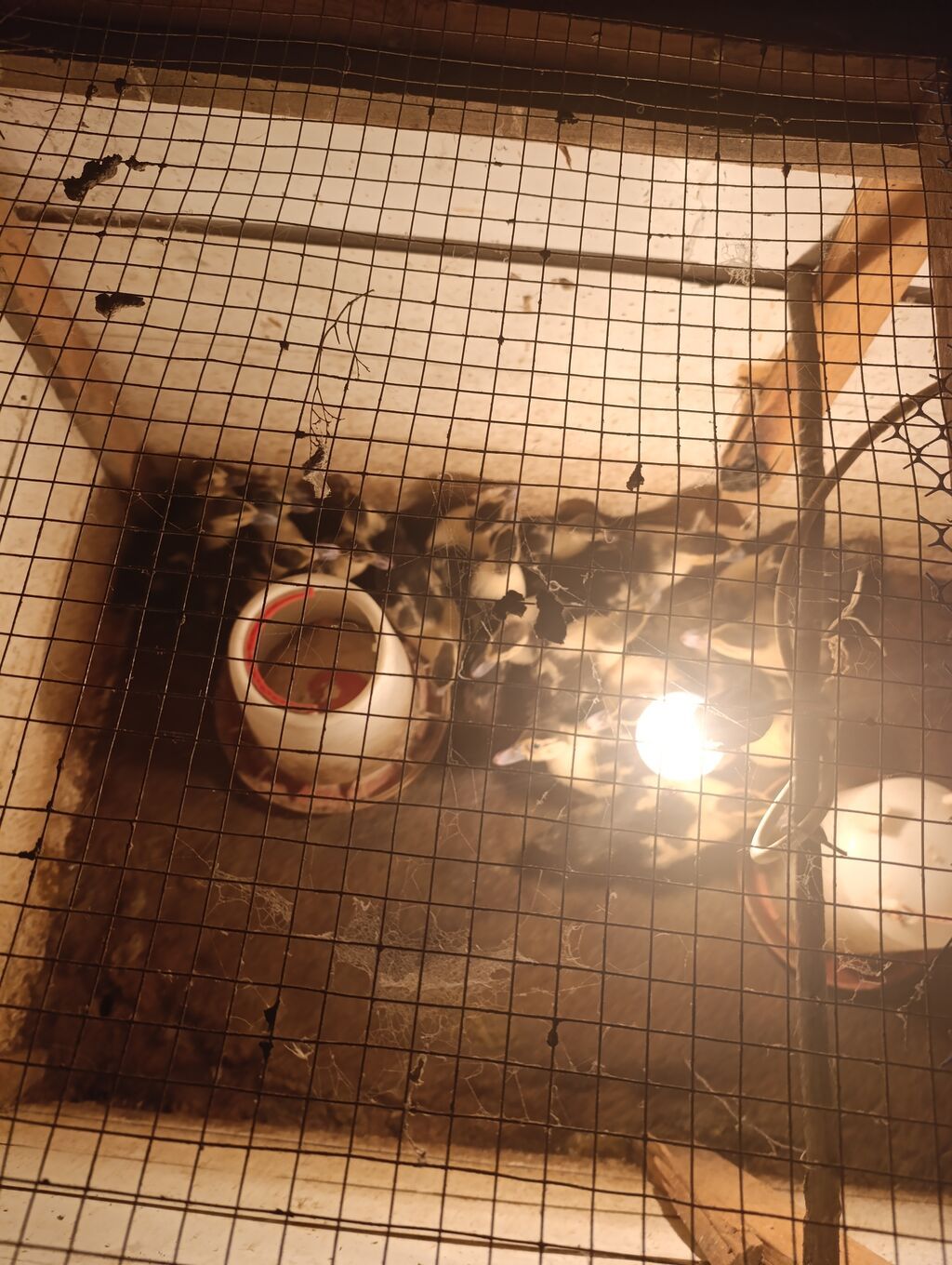 Dişi, Lal ördək, Ətlik, Ünvandan götürmə — Digərləri, Masallı (6)