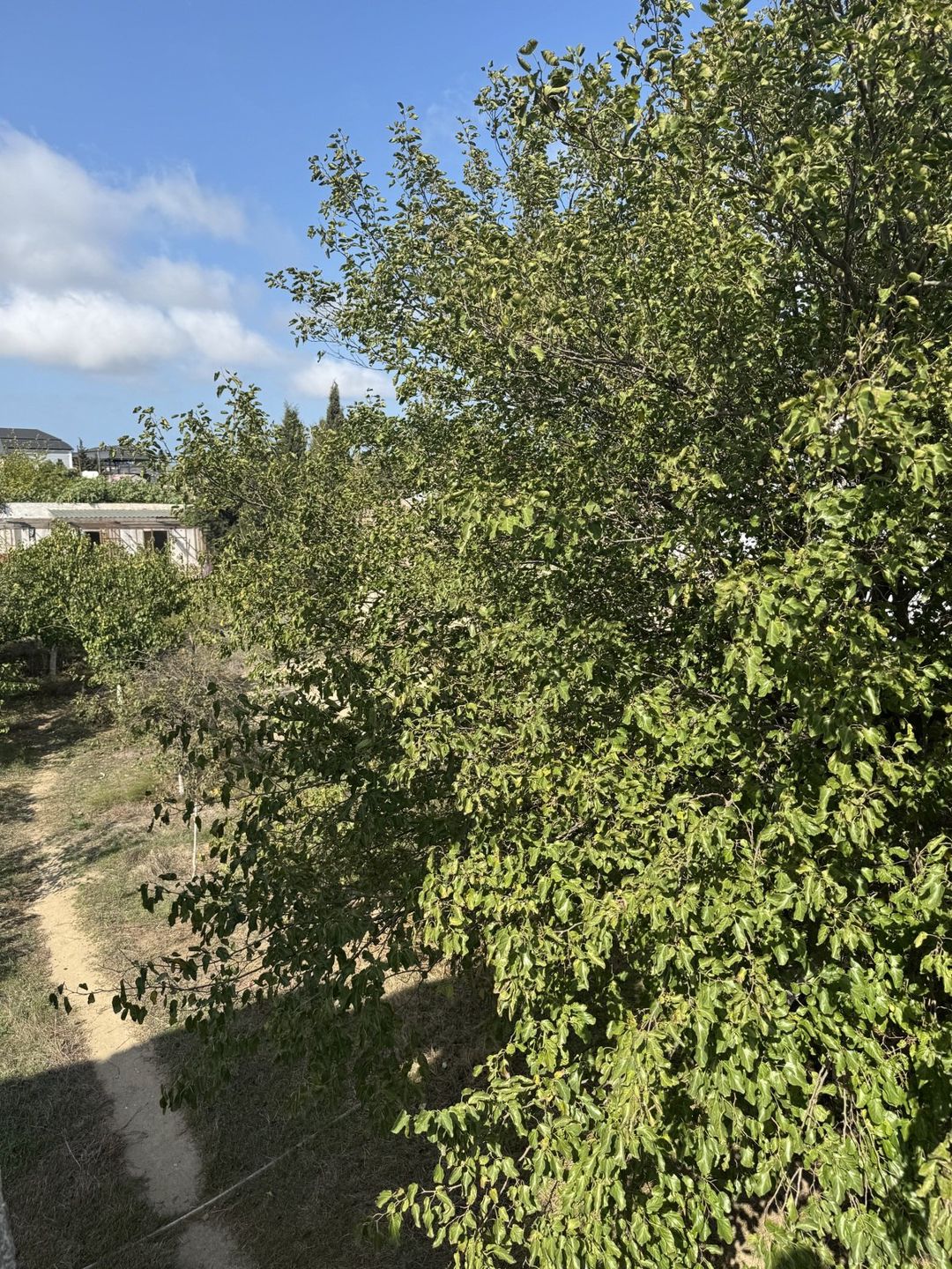 29 sot torpaq sahəsi, Albalılıq yaşayış massivi — Torpaq, Bakı (3)