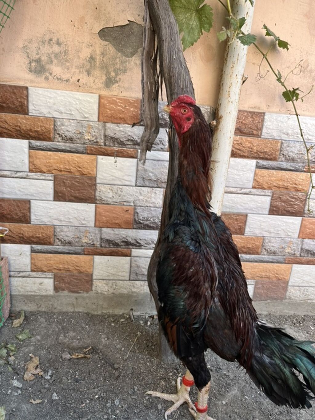 Heyratı 8ay yarm beçə endirim edərəm cuzi unvan biləcəri — Toyuq və xoruz, Mehdiabad (2)