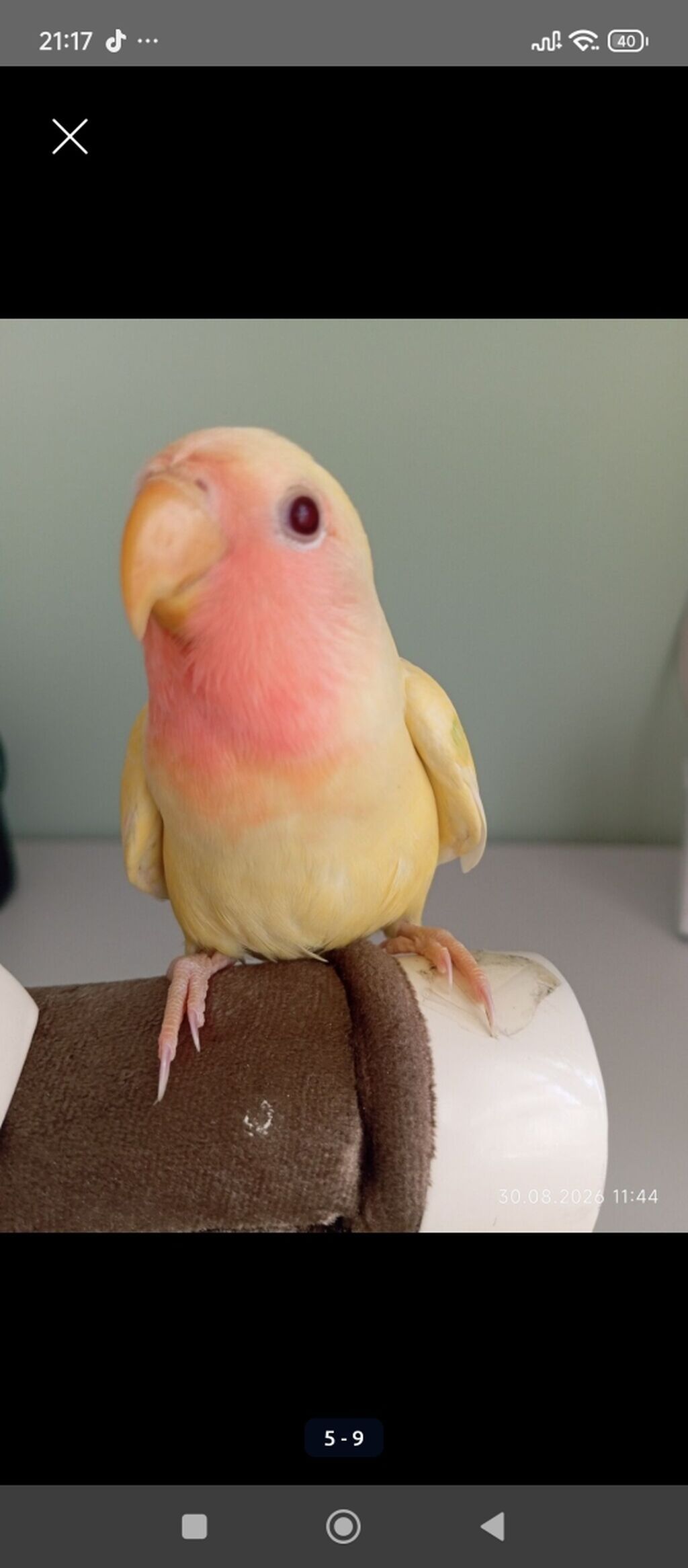 Sarı rəng nerazlucnik (lovebird) satılır.Dişidir.2 ay yarımlıqdır. Ələ — Tutyun papağayı, Bakı (3)