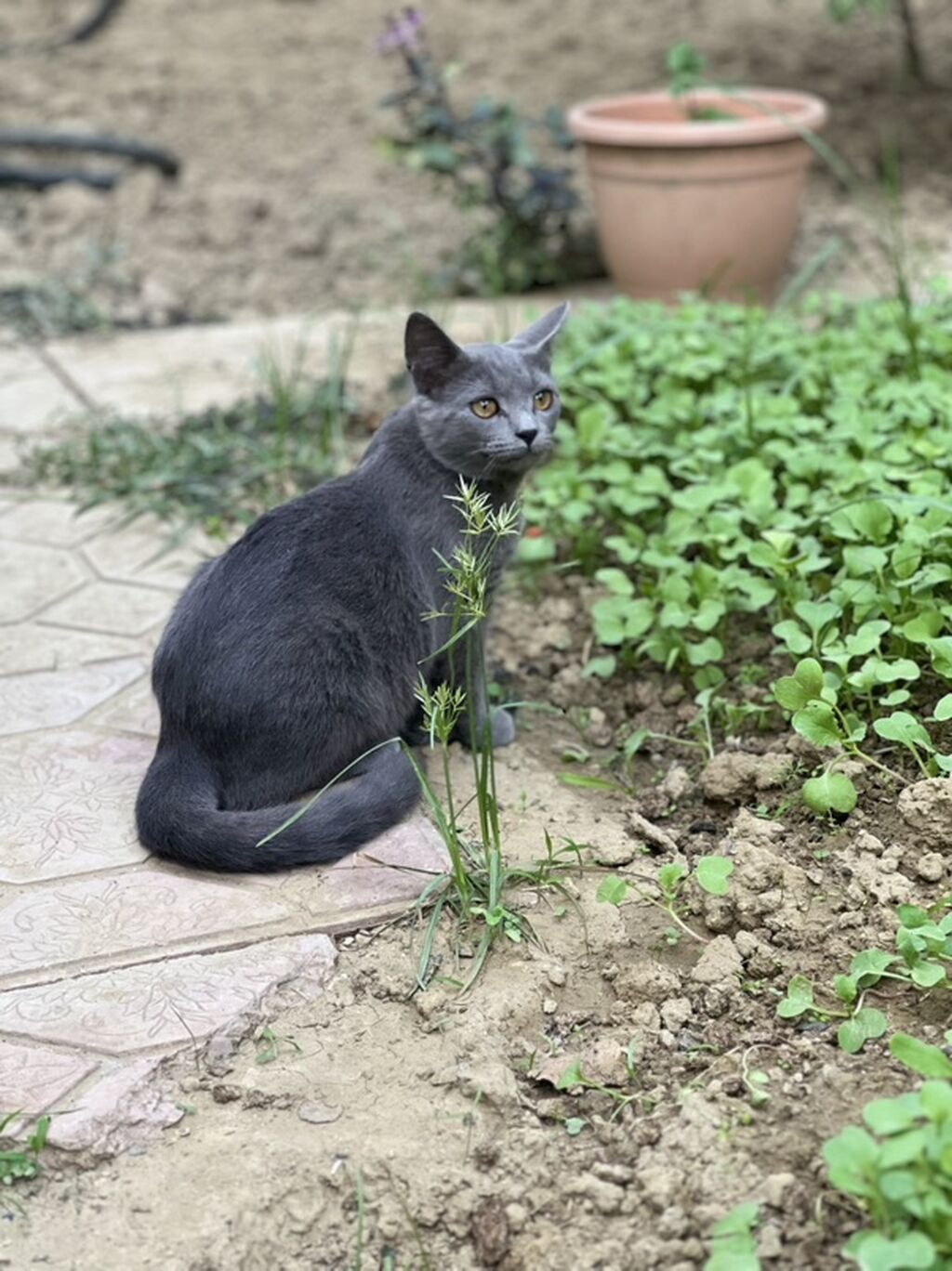 Dişi, Yaxşı əllərə, Ünvandan götürmə — Pişiklər, Bakı (2)