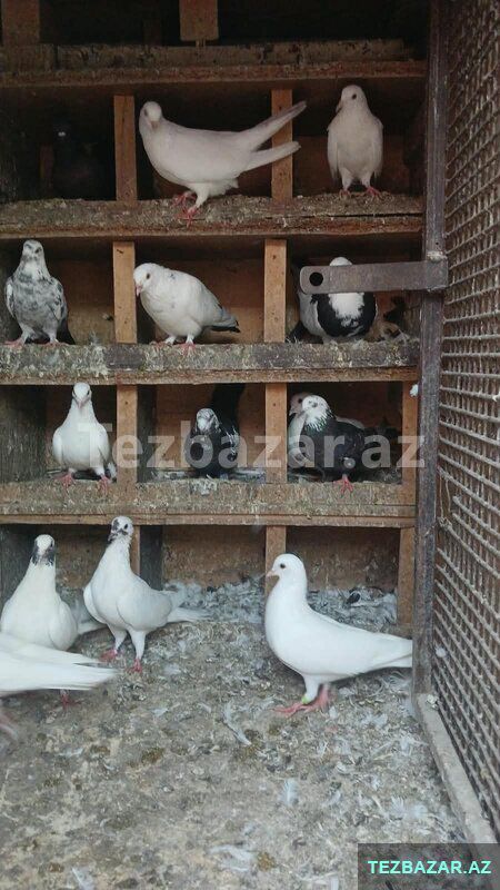 Göyərçin satiram yuva qarşiğ — Quşlar, Bakı (3)